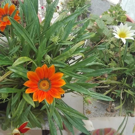 ヴィラ Vitoria ナザレ