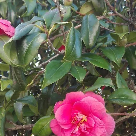 ヴィラ Vitoria ナザレ