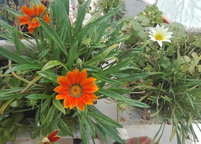 Willa Vitoria Nazaré